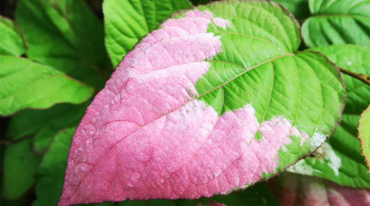 Jardin Agapanthe_Plantes rares